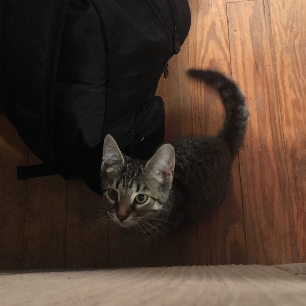 Kitten